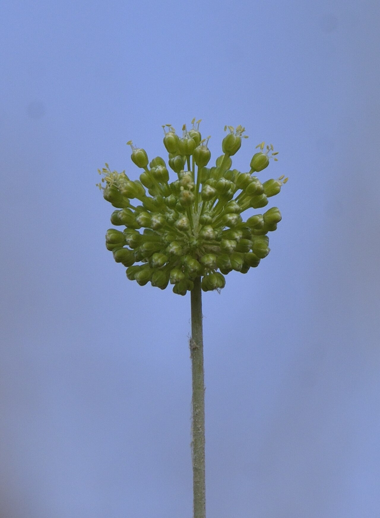 Allium dictyoprasum: Şidada-Bismil Amed