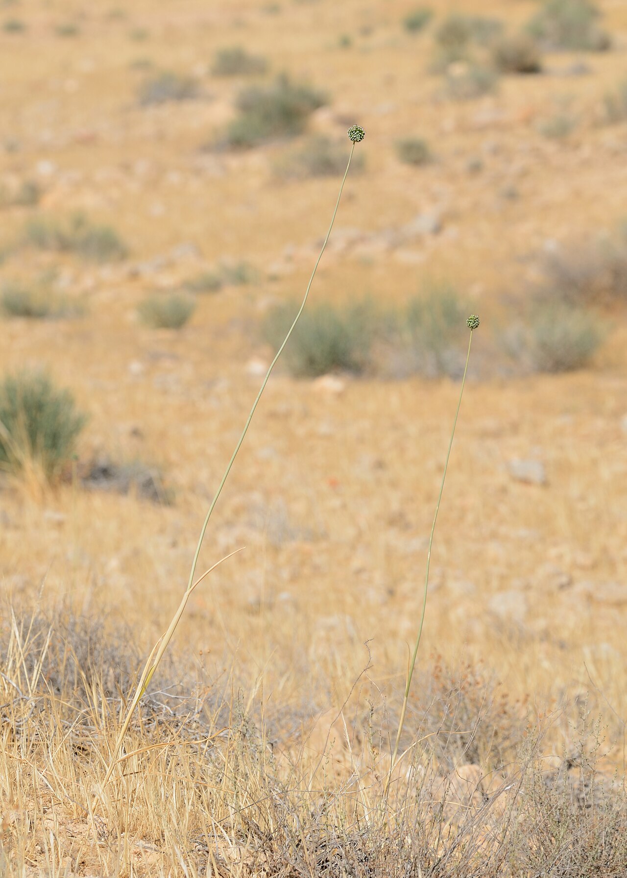 Allium dictyoprasum: Allium dictyoprasum C. A. Mey. ex Kunth, Wadi Lotz, Negev Mountains, Israel, May 25, 2014.