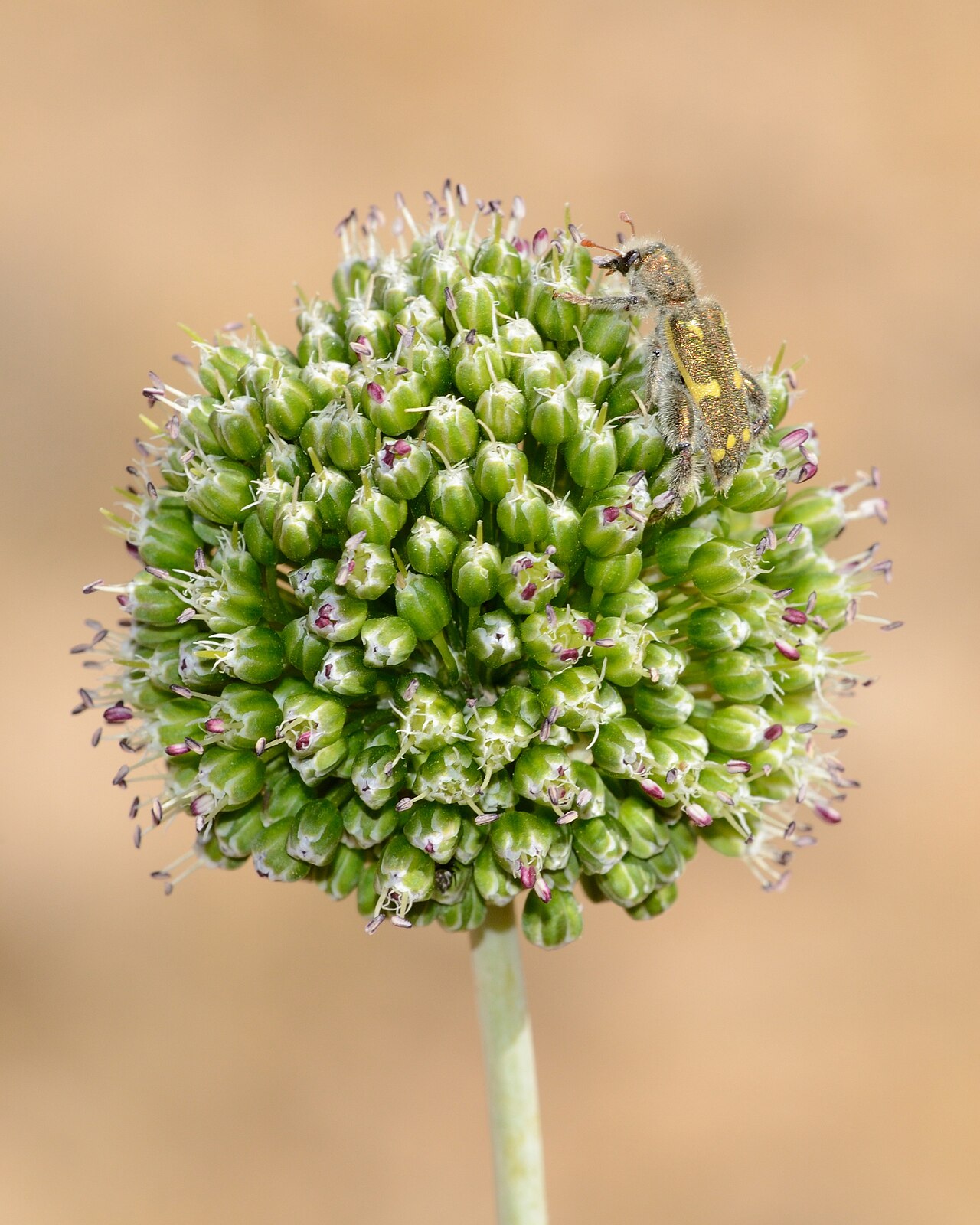 Allium dictyoprasum: Allium dictyoprasum C. A. Mey. ex Kunth, Wadi Lotz, Negev Mountains, Israel, May 25, 2014.