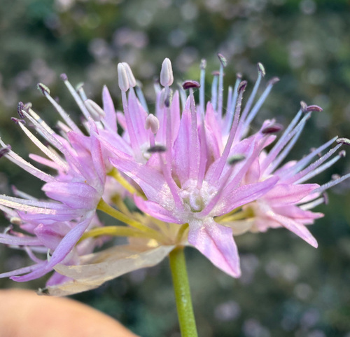 Douglas' onion (Allium douglasii)
