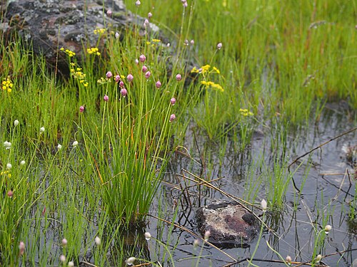 Douglas' onion: Allium douglasii