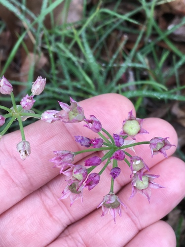 Drummond's onion (Allium drummondii)