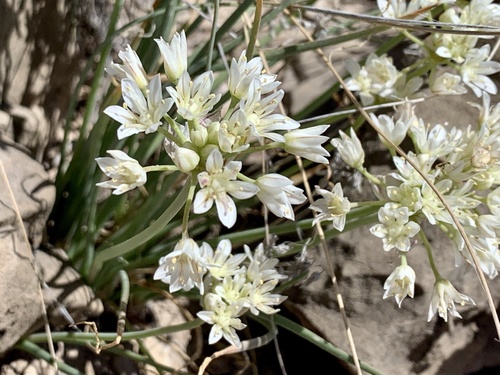 Drummond's onion (Allium drummondii)