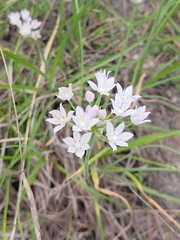 Drummond's onion (Allium drummondii)