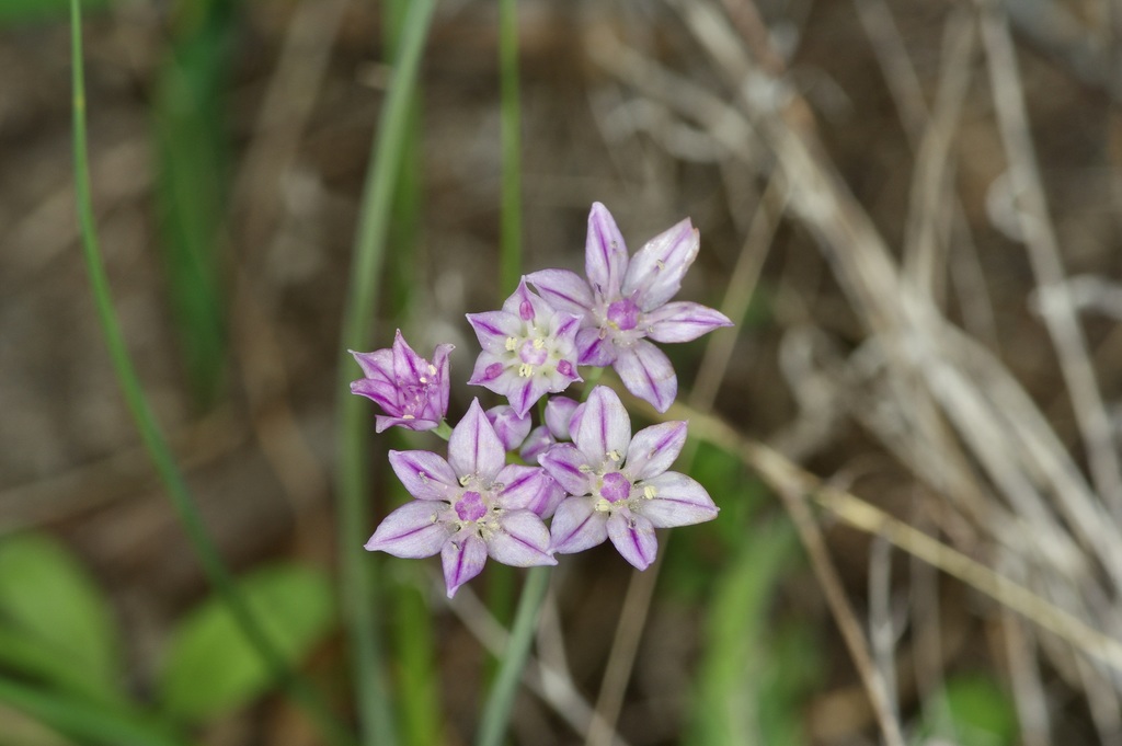 Drummond's onion (Allium drummondii)