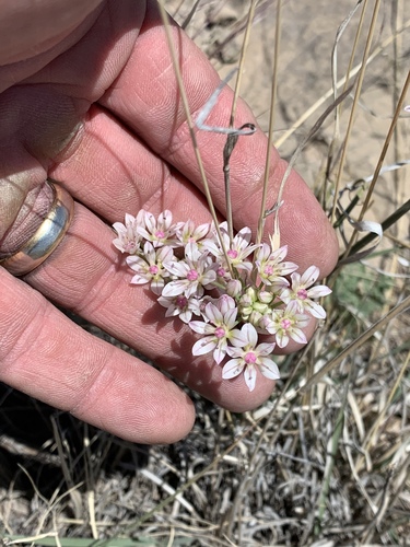 Drummond's onion (Allium drummondii)