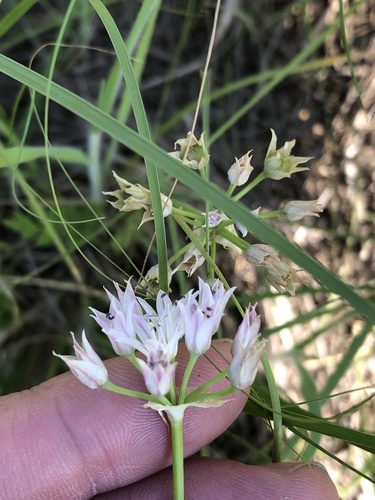 Drummond's onion (Allium drummondii)