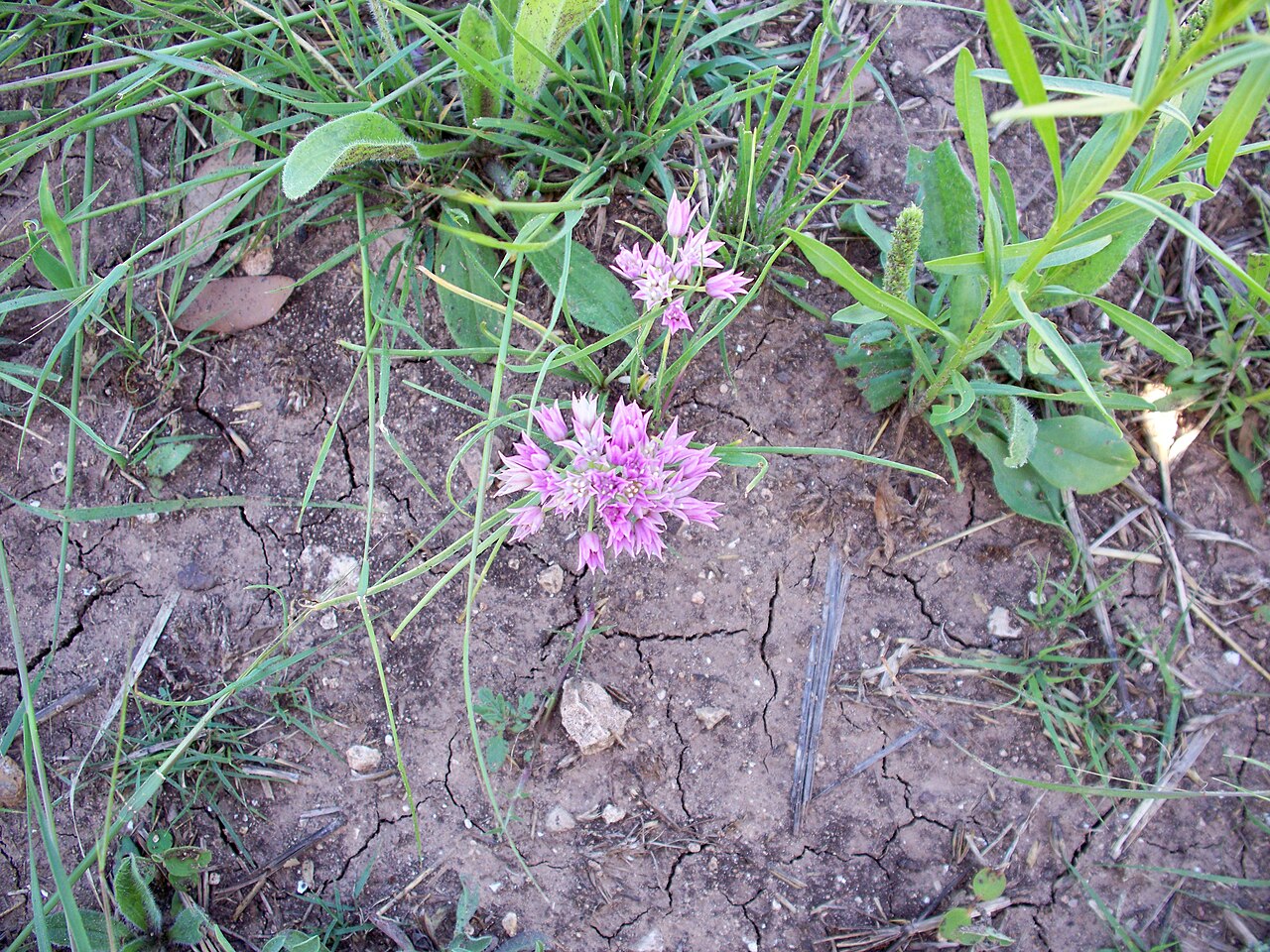 Drummond's onion: Drummond's Onion, or wild garlic, or prairie onion
