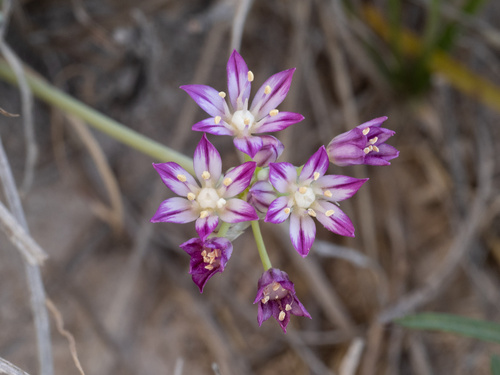 Drummond's onion (Allium drummondii)
