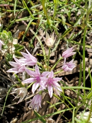 Drummond's onion (Allium drummondii)