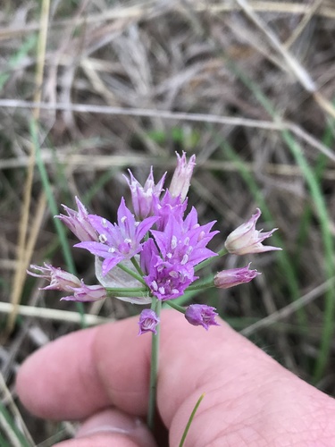 Drummond's onion (Allium drummondii)