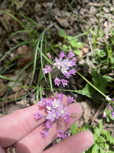 Drummond's onion (Allium drummondii)