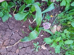 Allium dumetorum (Allium dumetorum)
