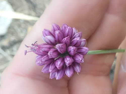 Allium ebusitanum (Allium ebusitanum)
