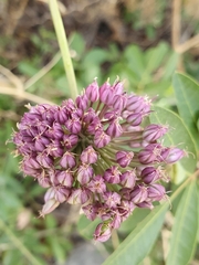 Allium ebusitanum (Allium ebusitanum)