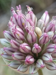 Allium ebusitanum (Allium ebusitanum)