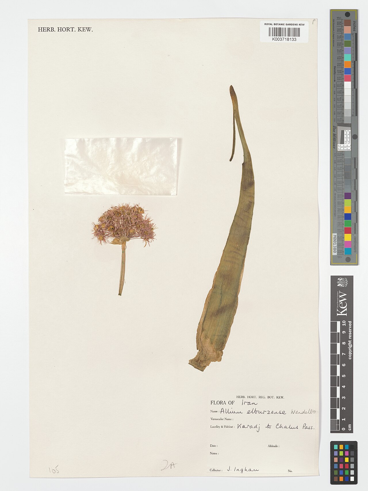 Allium elburzense: Allium elburzense — Herbarium specimen from Karadj to Chalus Pass., Iran. Collected by Ingham, J.. Recorded in GBIF occurrence 4906852853 .