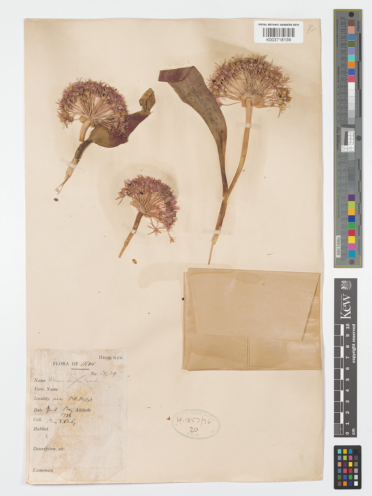 Allium elburzense: Allium elburzense — Herbarium specimen from Near Meshep., Iran. Collected by Daly, E. (Miss) (1938-04-01). Recorded in GBIF occurrence 4906861997 .