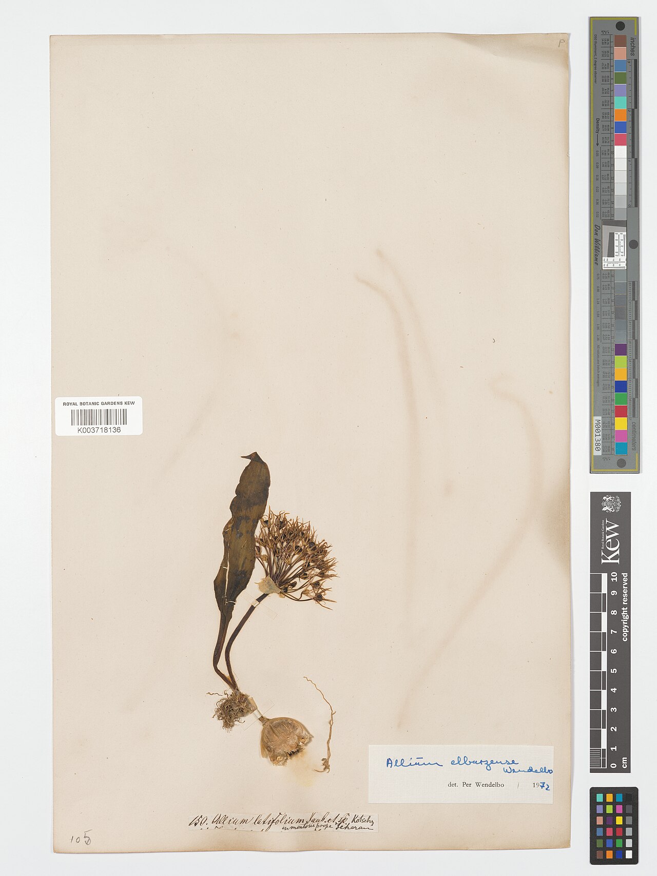 Allium elburzense: Allium elburzense — Herbarium specimen from In mountosis prope Teheran, Iran. Collected by s.coll.. Recorded in GBIF occurrence 4906837676 .