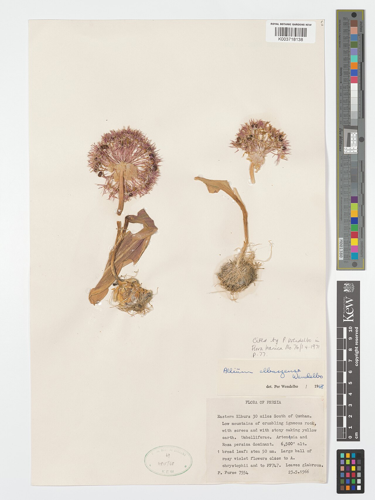 Allium elburzense: Allium elburzense — Herbarium specimen from Eastern Elburz 30 miles South of Quchan., Iran. Collected by Furse, P. (1966-05-23). Recorded in GBIF occurrence 490