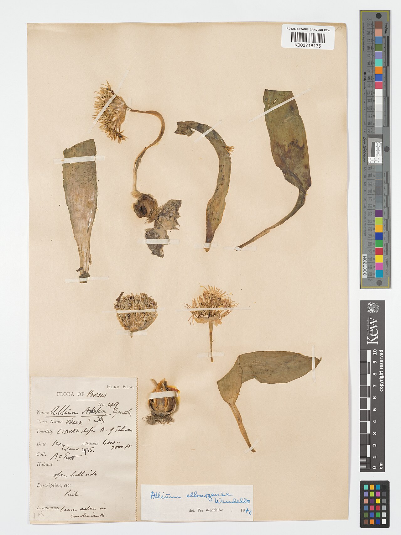 Allium elburzense: Allium elburzense — Herbarium specimen from Elburz slopes N of. Tehran, Iran. Collected by Trott, A.C. (1935-05-01). Recorded in GBIF occurrence 4906856082 .