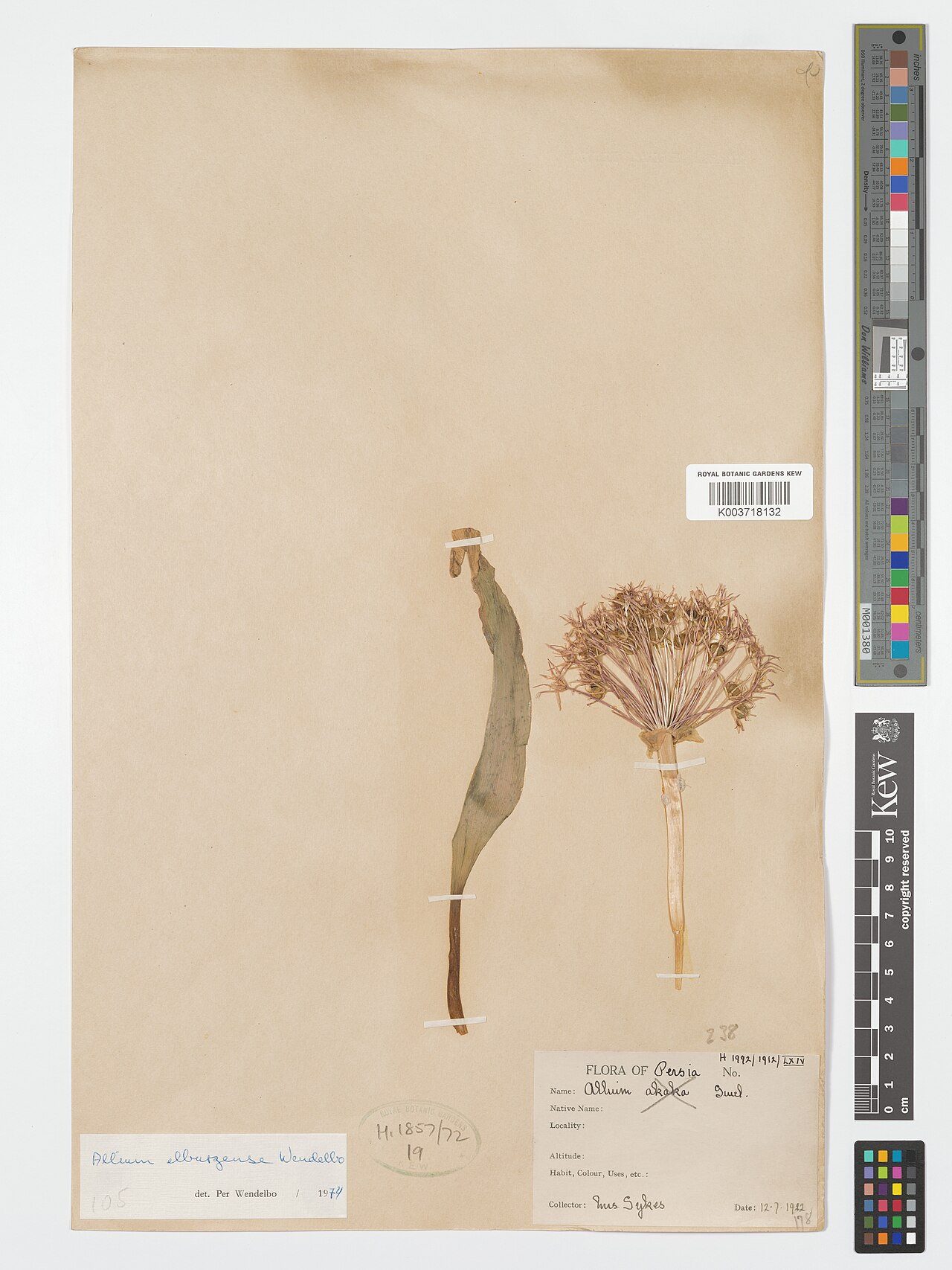 Allium elburzense: Allium elburzense — Herbarium specimen from Iran. Collected by Sykes (1912-07-12). Recorded in GBIF occurrence 4906858401 .