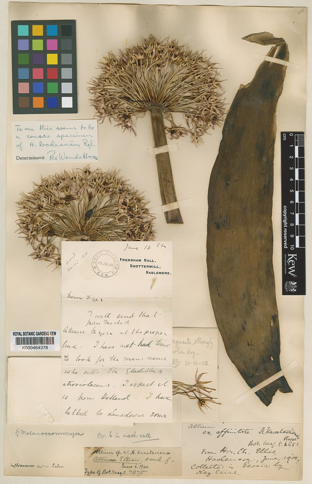 Allium ellisii: Allium ellisii — Herbarium specimen from Iran. Collected by Elias, N. (1900-06-06). Recorded in GBIF occurrence 912388714 .