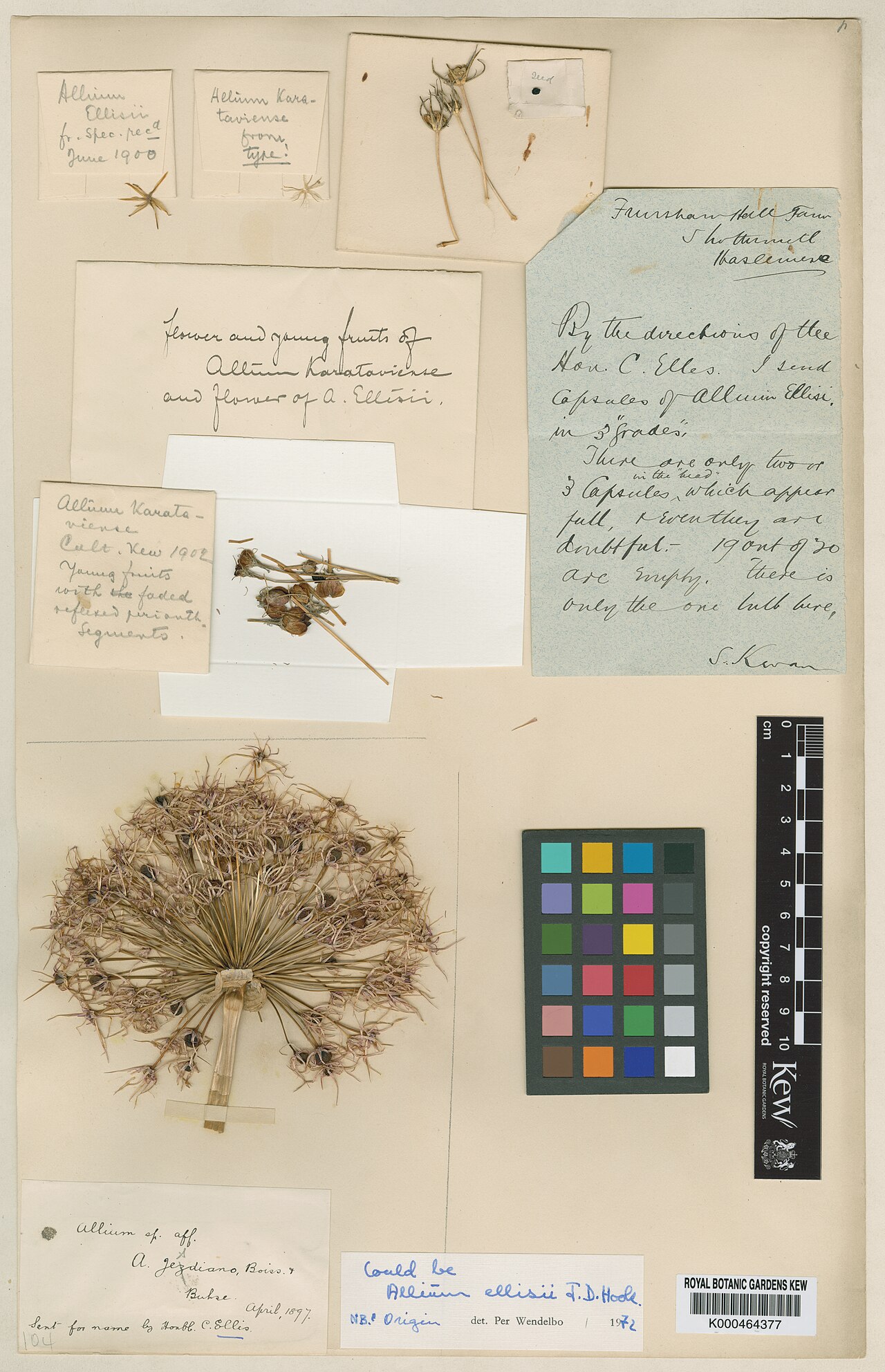 Allium ellisii: Allium ellisii — Herbarium specimen. Collected by Ellis, H.C. (1897-04-01). Recorded in GBIF occurrence 912388709 .