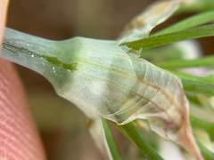 Elmendorf's onion (Allium elmendorfii)