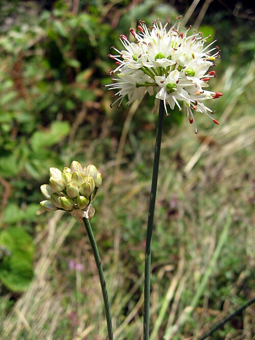 Allium ericetorum: Allium ericetorum