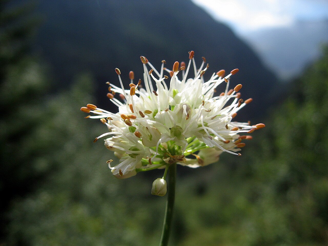 Allium ericetorum: Allium ericetorum