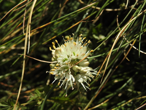 Allium ericetorum (Allium ericetorum)