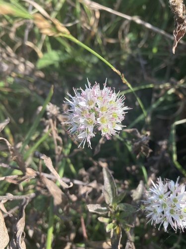 Allium ericetorum (Allium ericetorum)