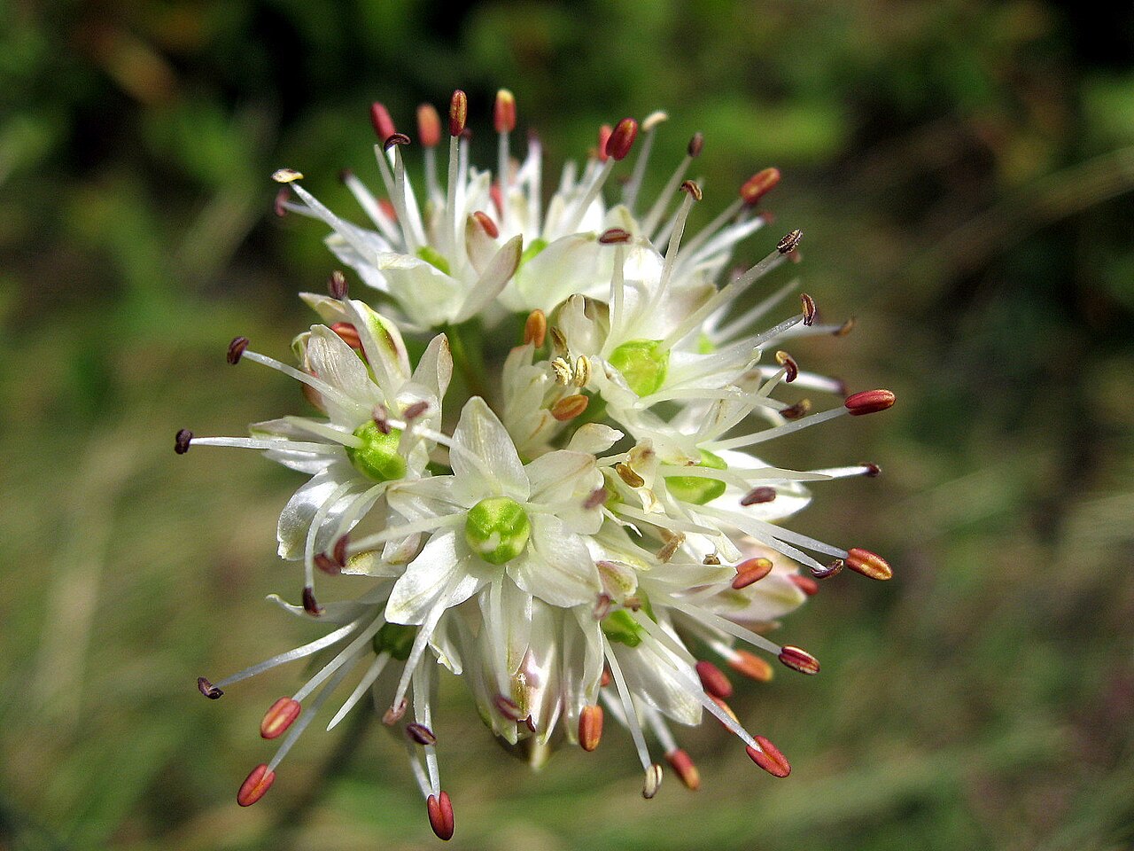 Allium ericetorum: Allium ericetorum