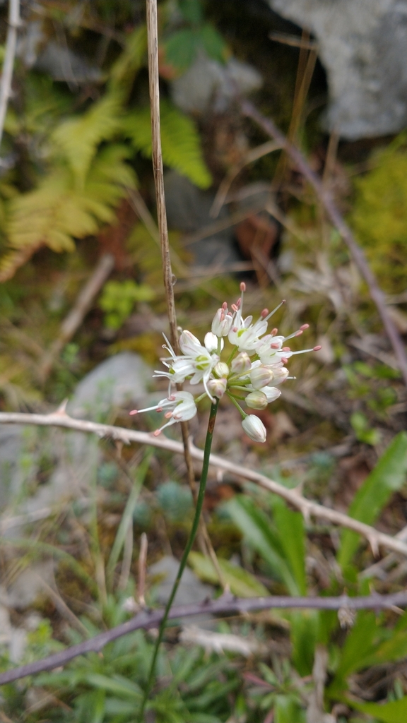 Allium ericetorum (Allium ericetorum)
