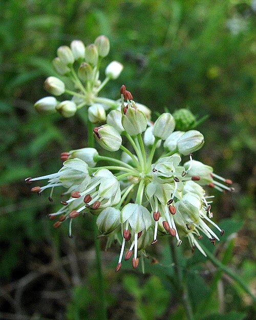Allium ericetorum: Rumenkasti luk na Bohorju.
