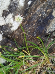 Allium ericetorum (Allium ericetorum)