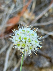 Allium ericetorum (Allium ericetorum)
