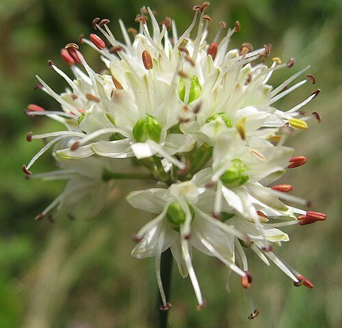 Allium ericetorum: Allium ericetorum