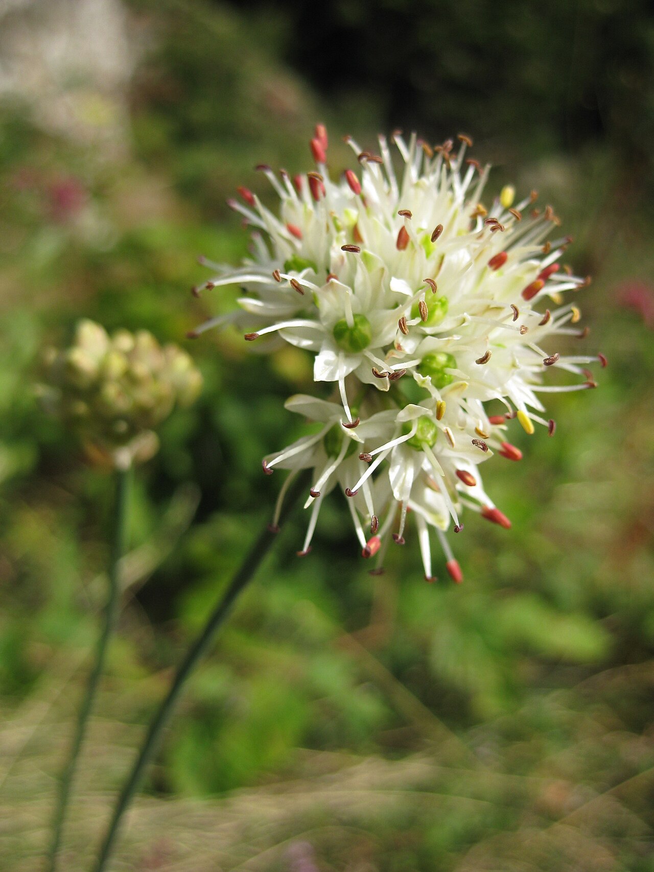 Allium ericetorum: Allium ericetorum , Thore