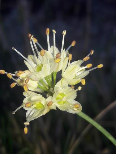 Allium ericetorum (Allium ericetorum)