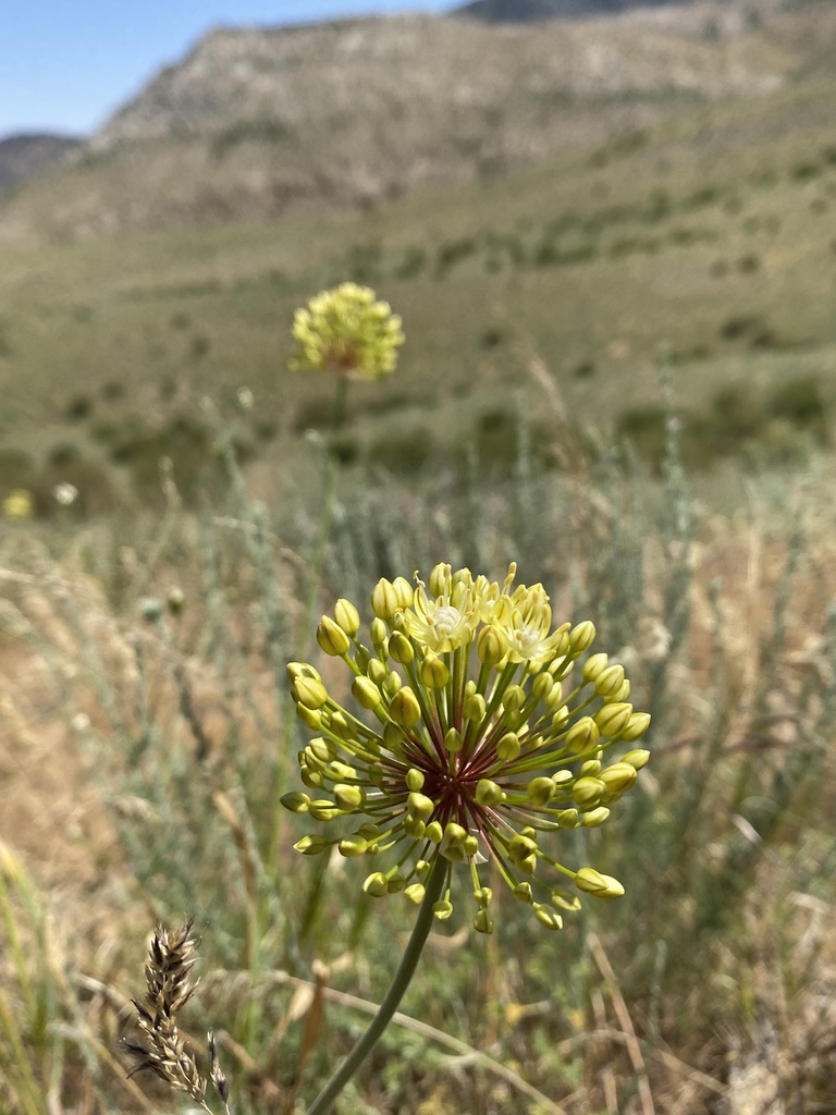 Allium eriocoleum (Allium eriocoleum)