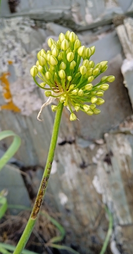 Allium eriocoleum (Allium eriocoleum)