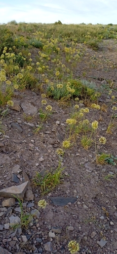 Allium eriocoleum (Allium eriocoleum)