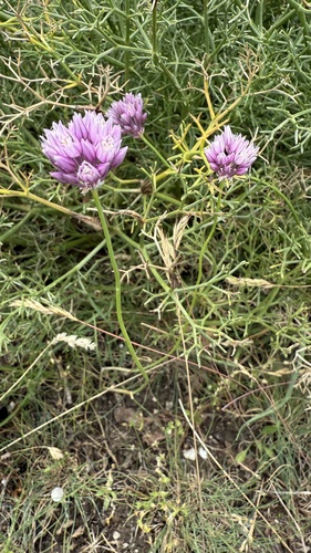 Allium erubescens (Allium erubescens)