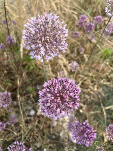 Allium erubescens (Allium erubescens)