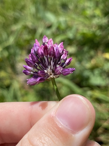 Allium erubescens (Allium erubescens)
