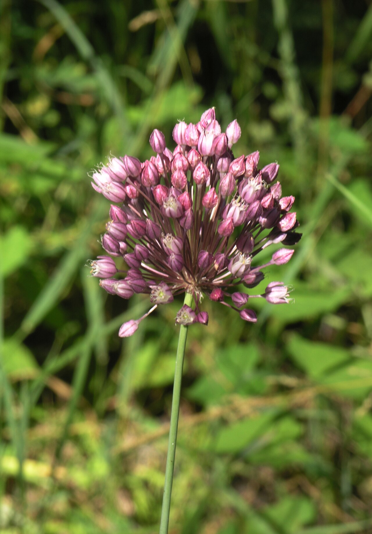 Allium erubescens: Allium erubescens