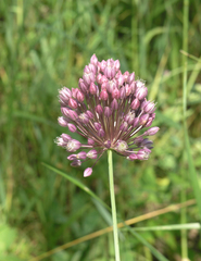 Allium erubescens (Allium erubescens)