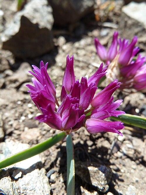 Scytheleaf onion: Allium falcifolium à USA aka "Leesville Grade" alt 602 m